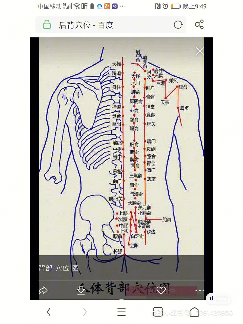女性冲脉的准确位置图图片