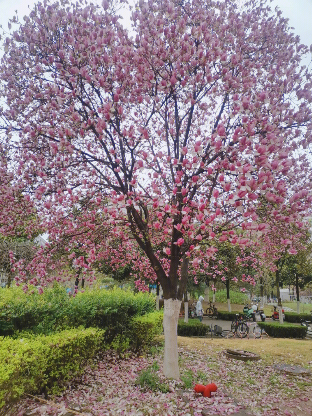 粉红玉兰花真实图片图片