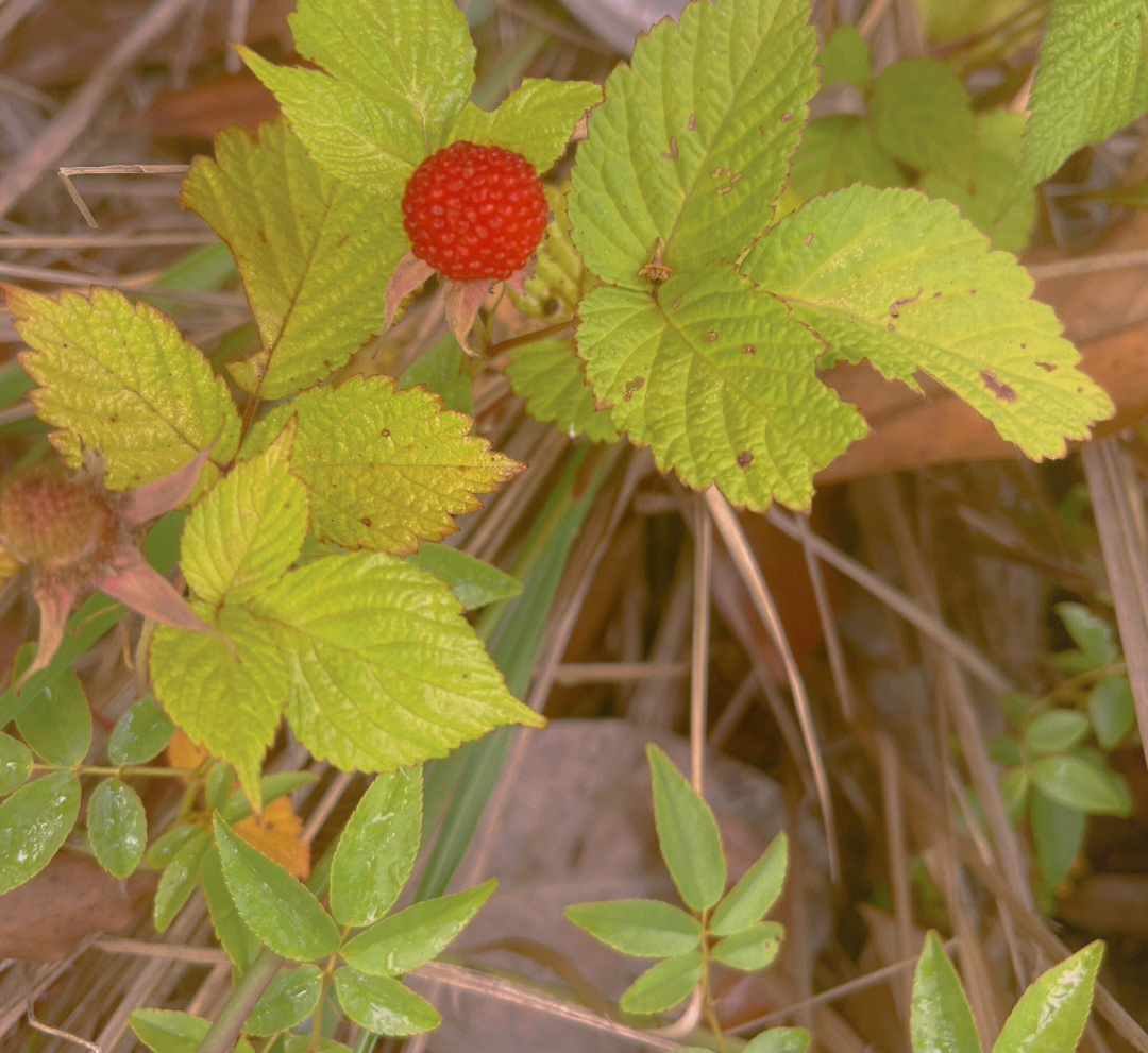 野树莓图片山莓图片