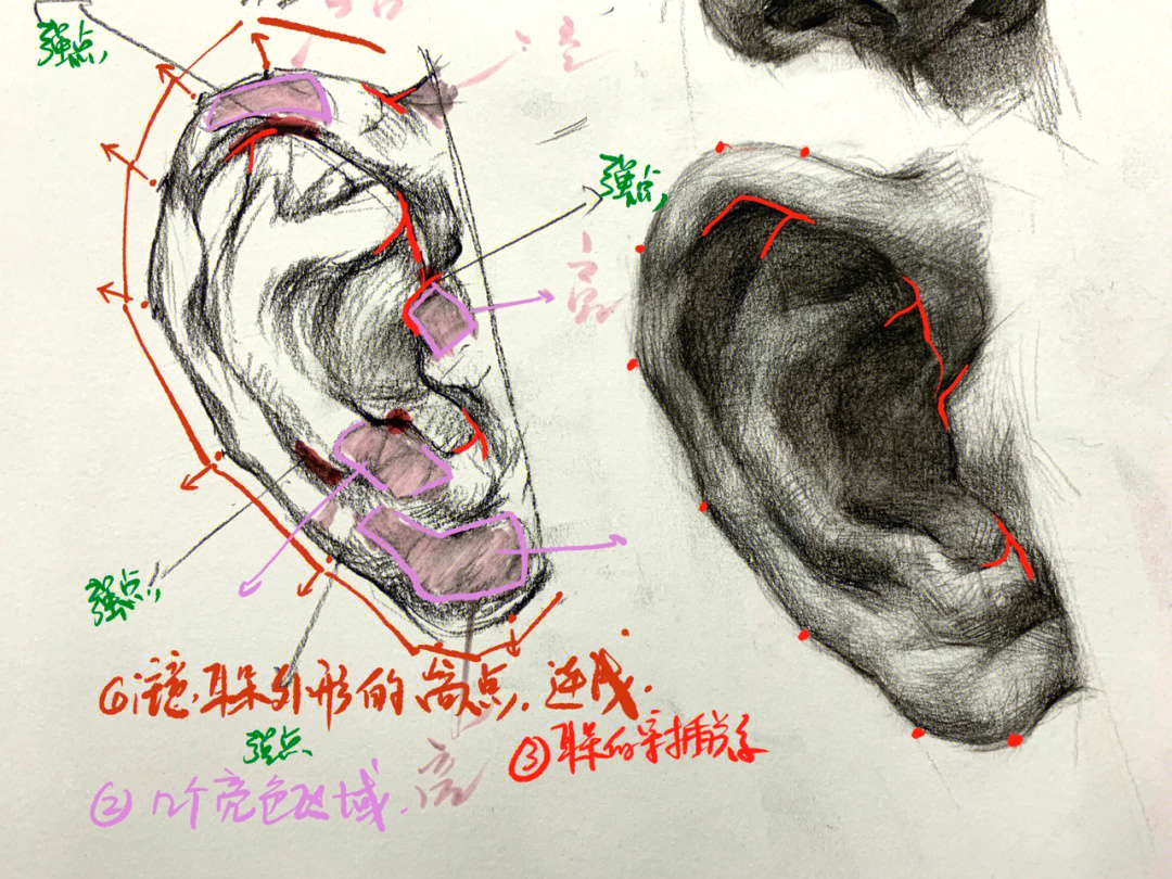 耳朵结构素描解析图片