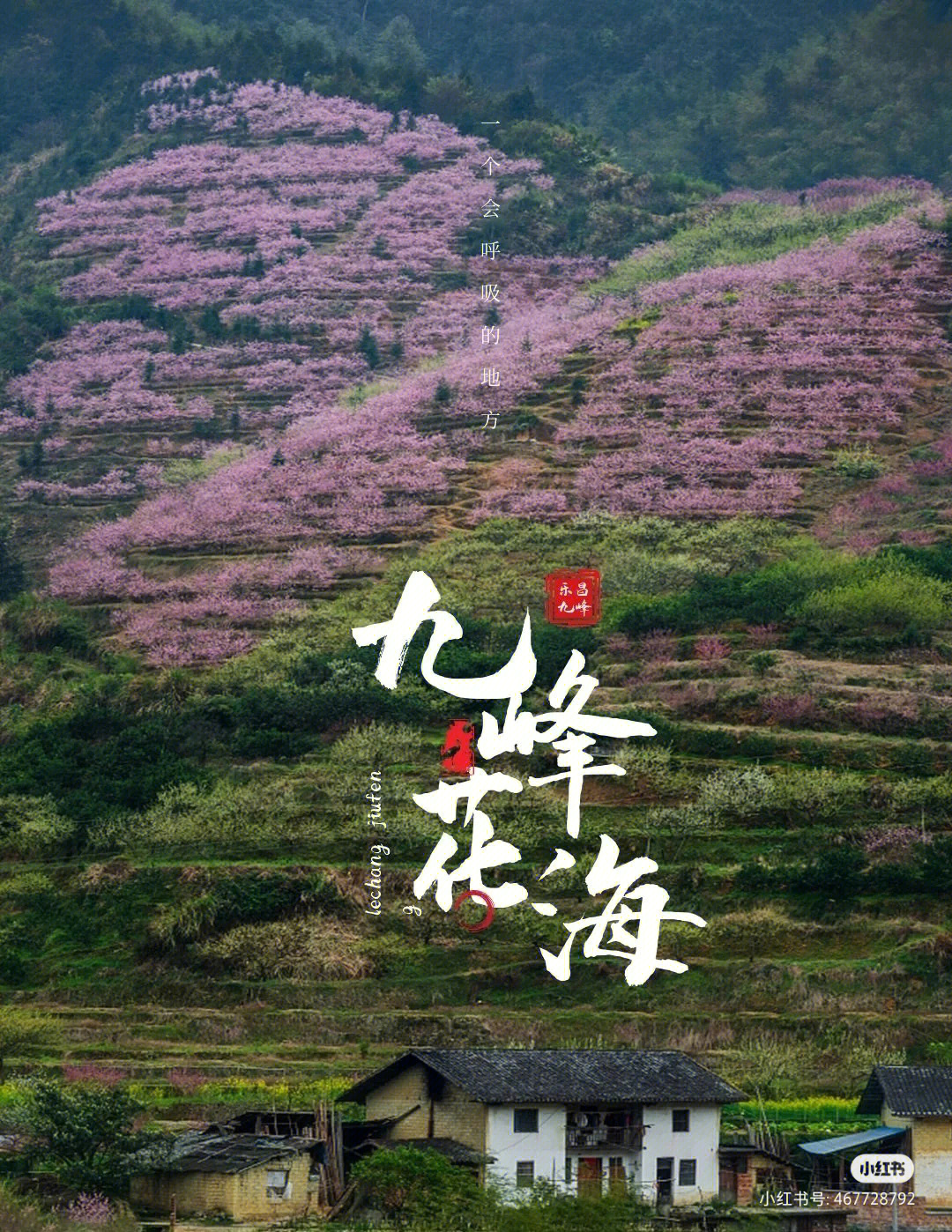 韶关九峰山桃花图片