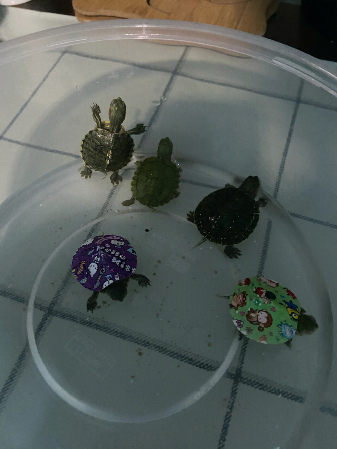 我养了6只小乌龟