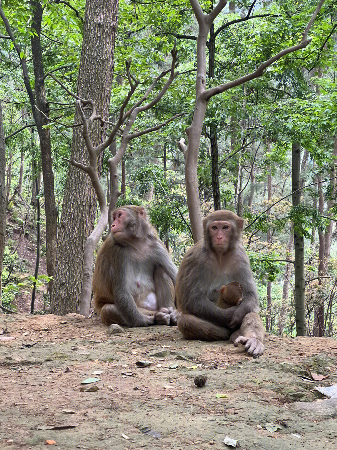 黔灵山的猴子在吃塑料口罩塑料不要乱扔了