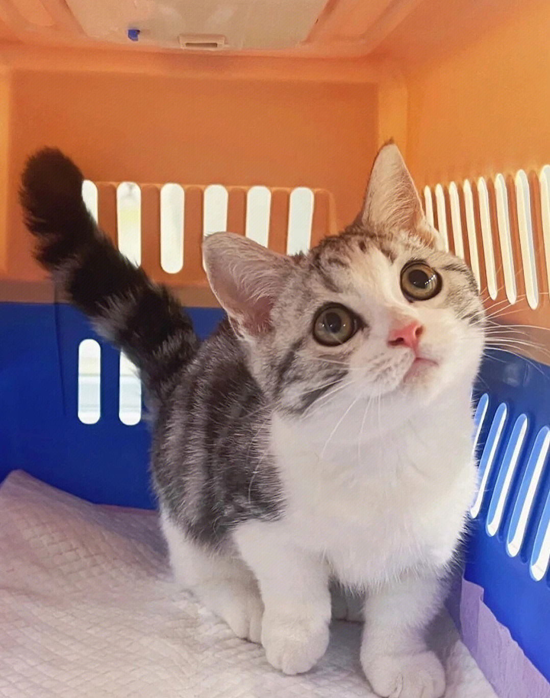 曼基康美短加白矮脚猫捡漏价可遇不可求
