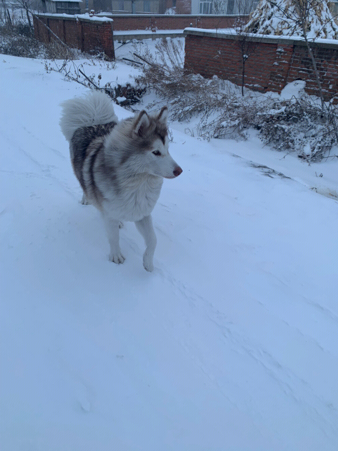 世界三大雪橇犬图片