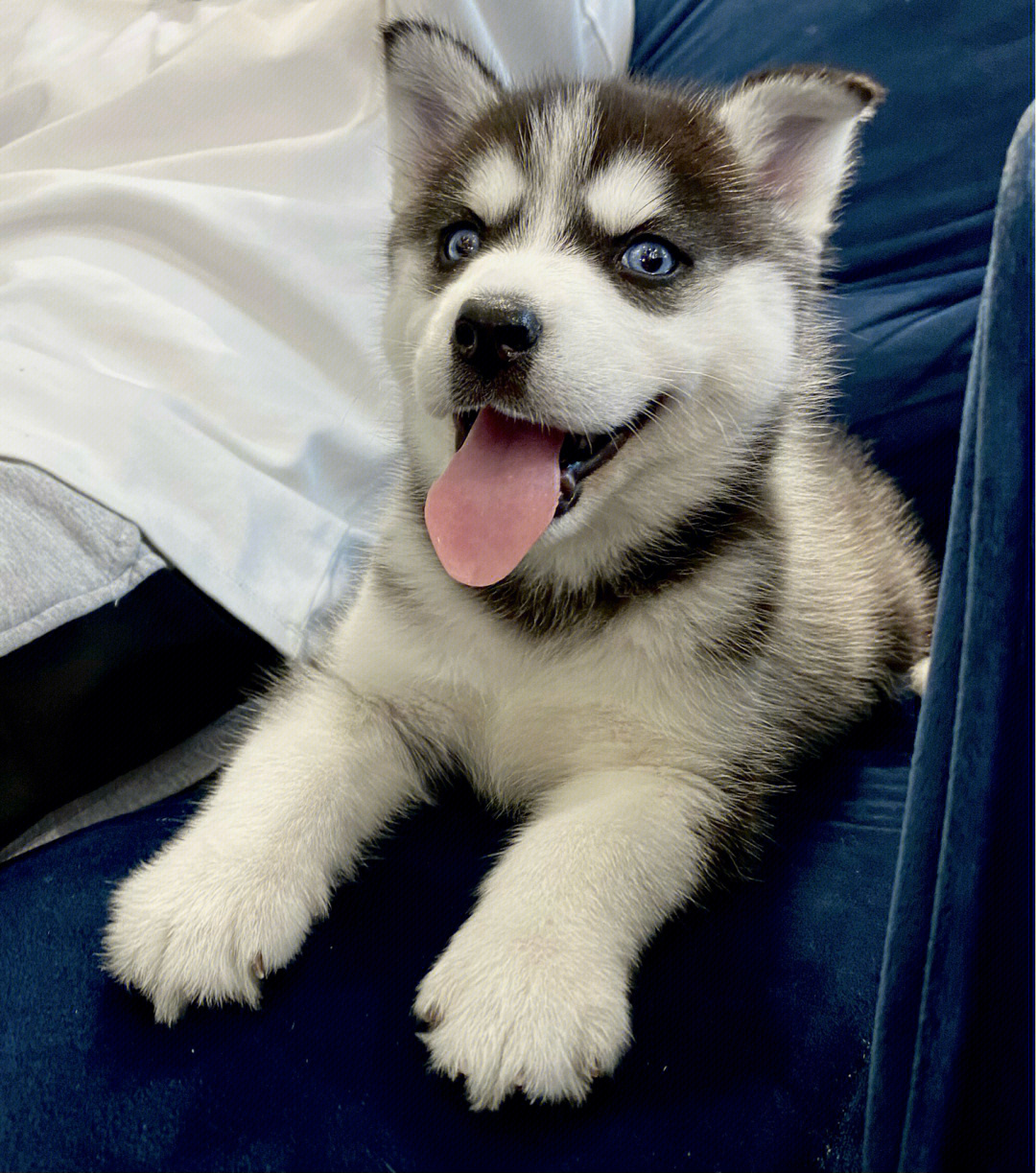 哈士奇幼犬图片 卖萌图片