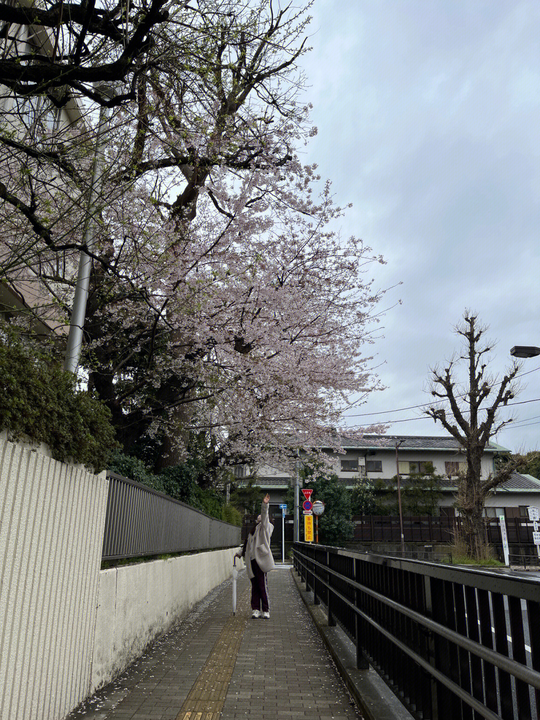 雨天上野公园的最后一波樱花