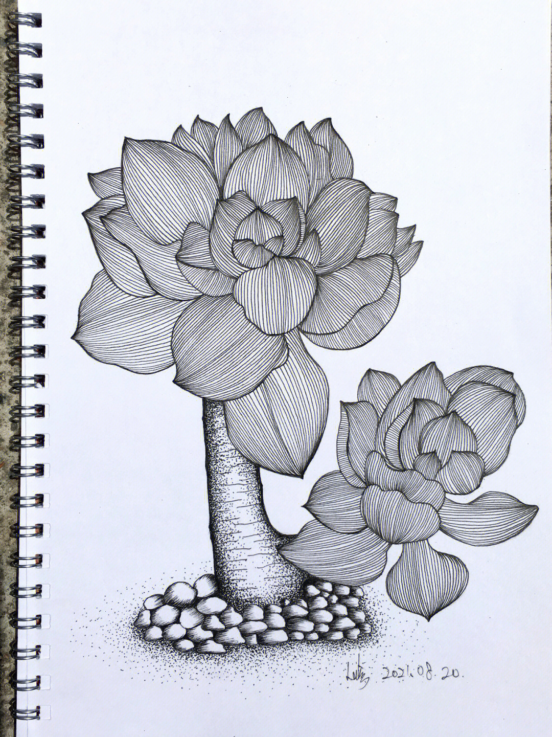 用线描的方法画植物图片