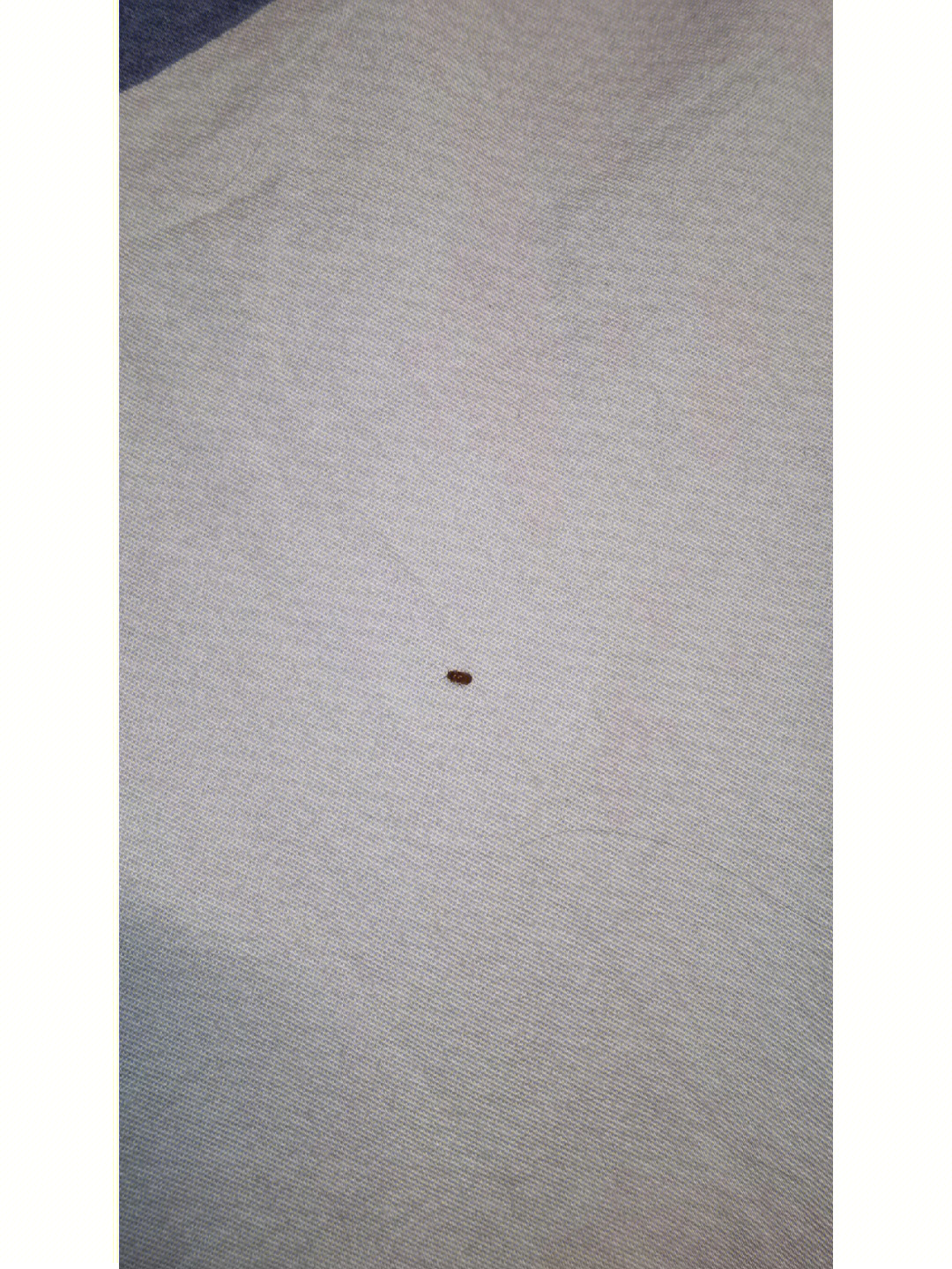 床上发现虫子#床上小虫子 集美们 这是目前发现的最小的 连续一周