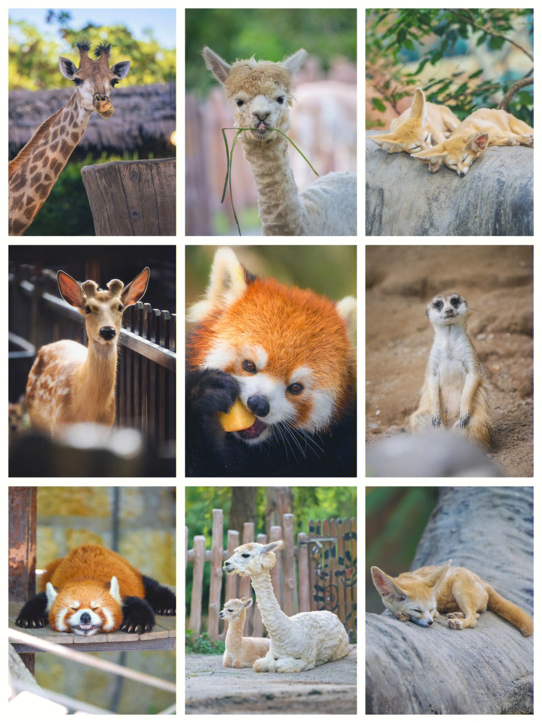 常见的动物园种类100种图片