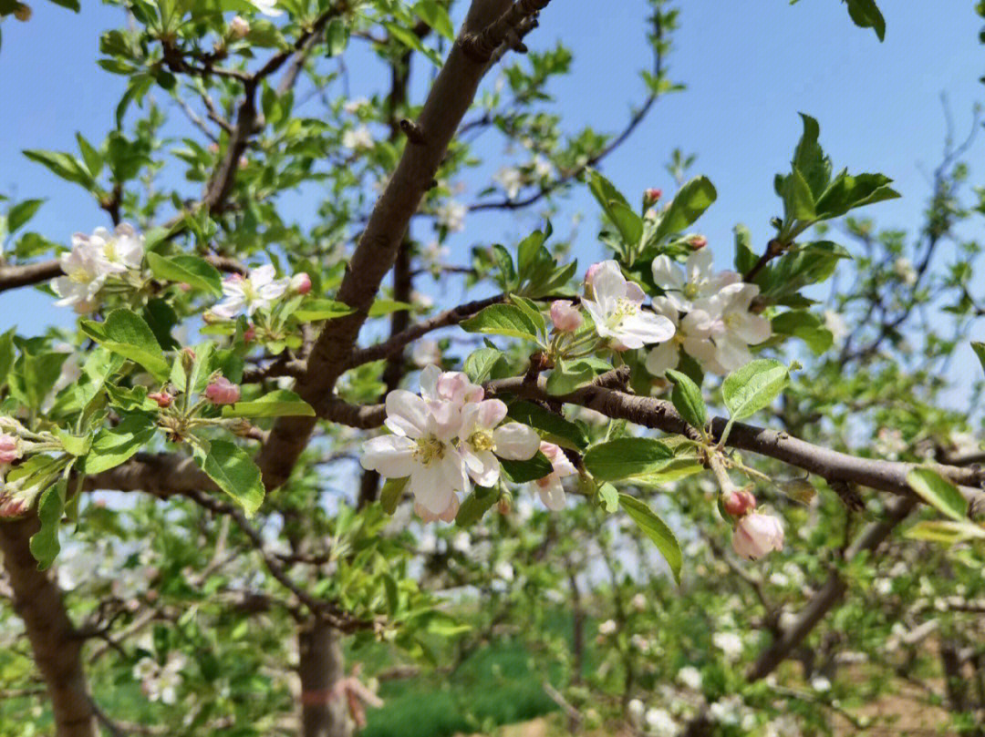 苹果树开花了