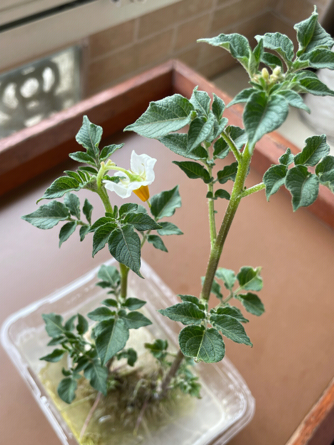 马铃薯开花结果图片图片