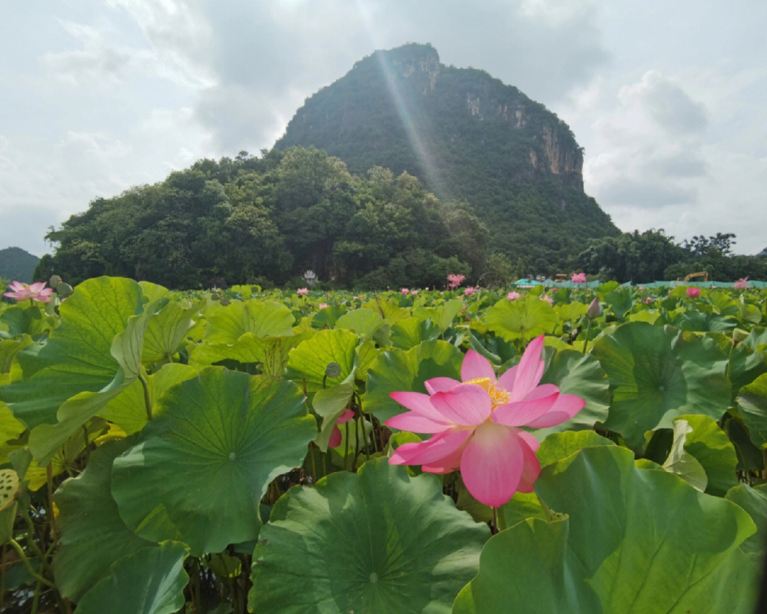 云南普者黑荷花盛开正当时05