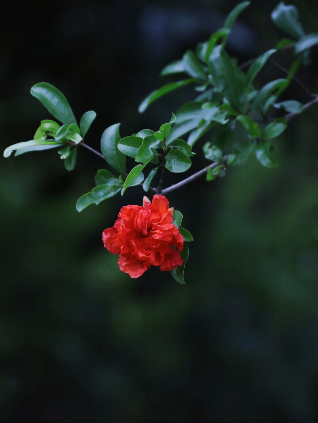 五月榴花照眼明