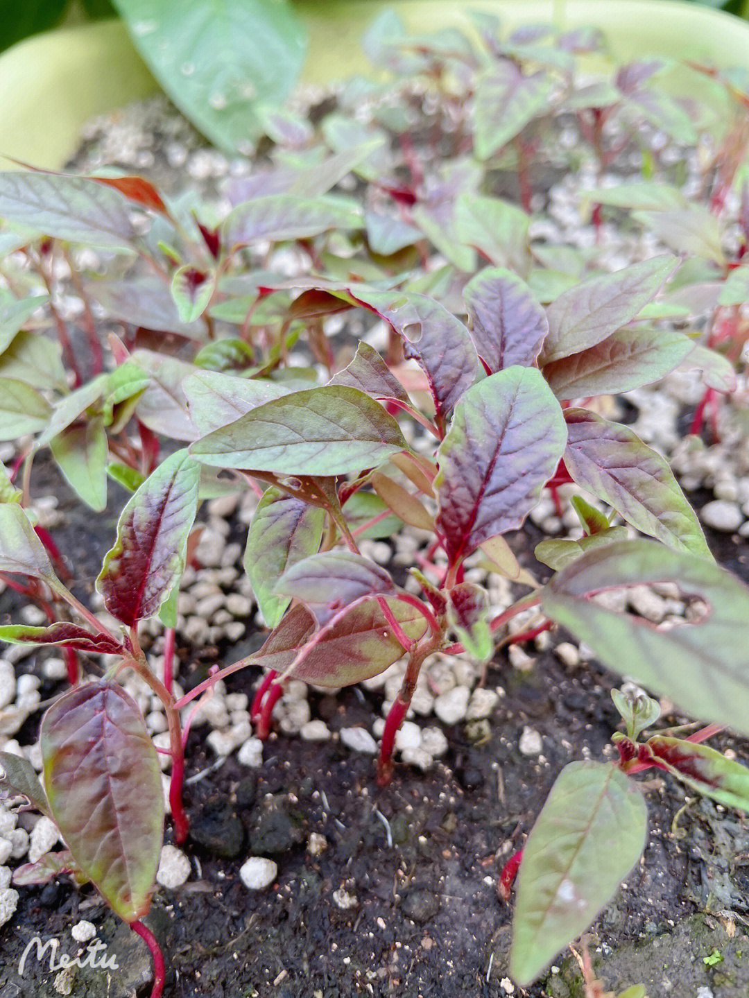 阳台种菜阳台种植红苋菜