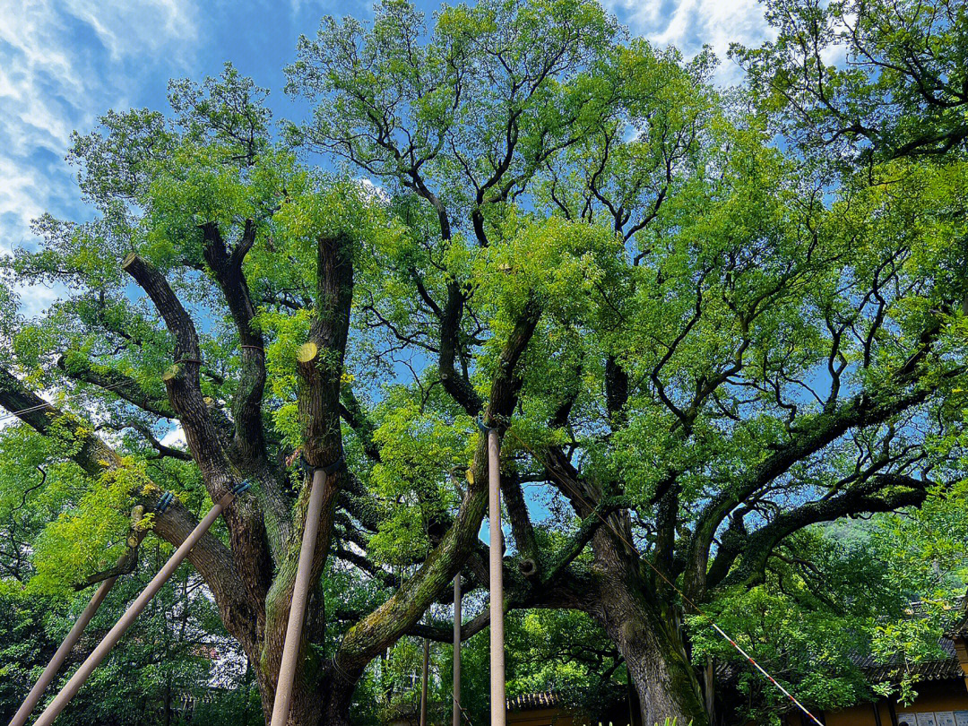 苏州的市树图片