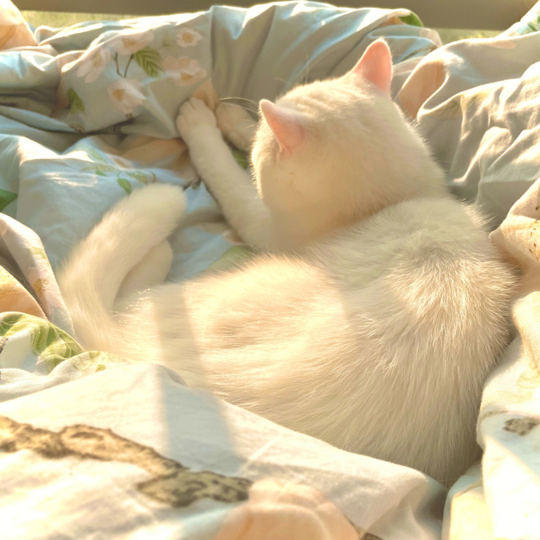 加菲猫对着日落的图片图片