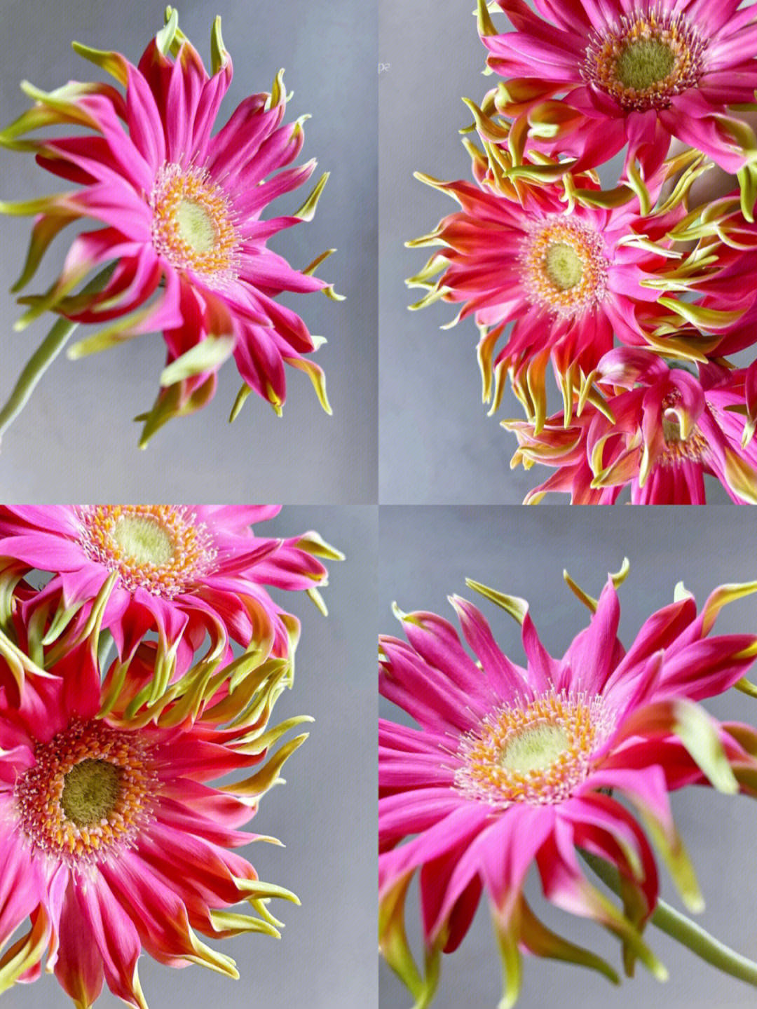 非洲菊花语 粉色图片