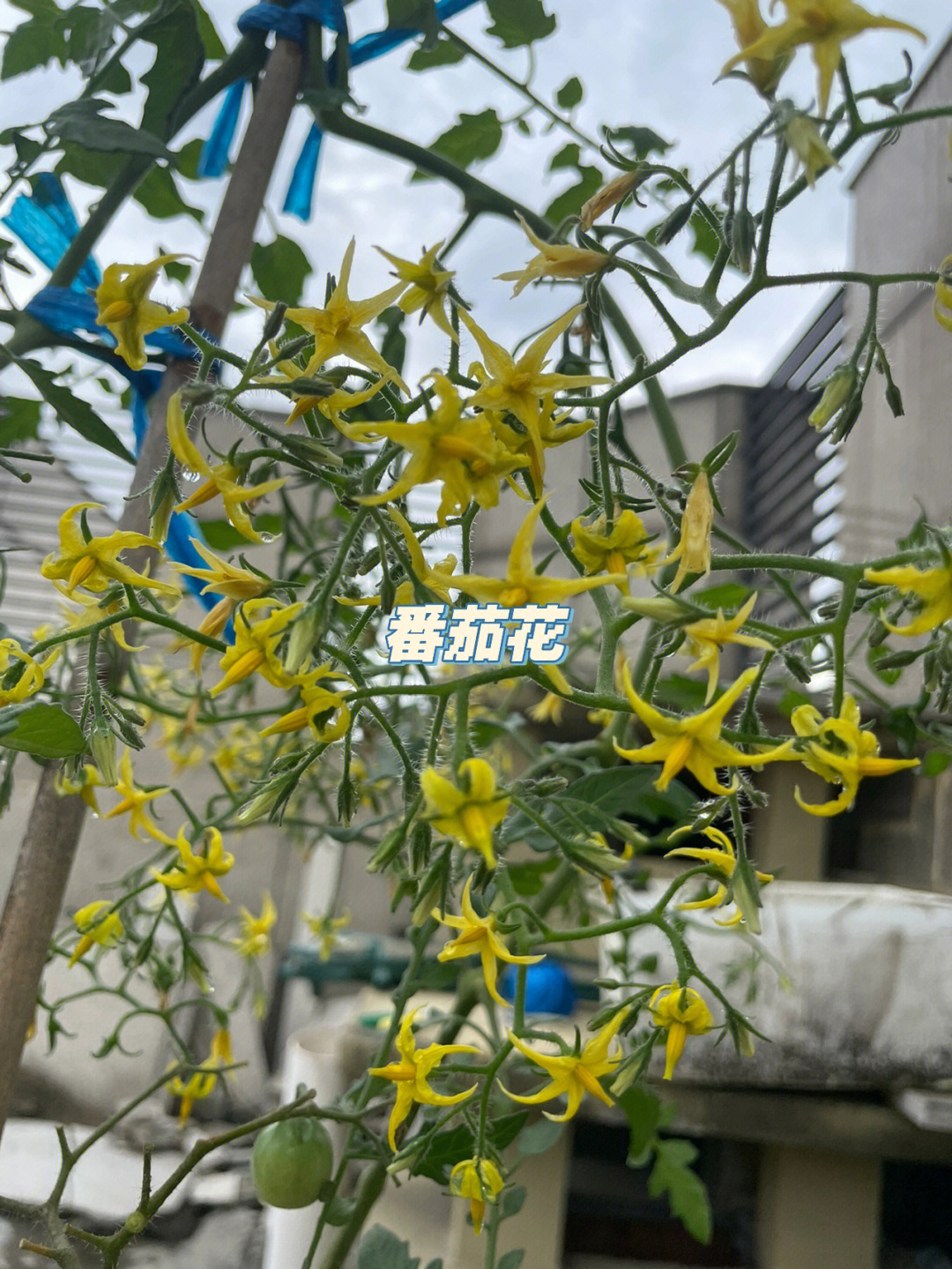 番茄花描写图片