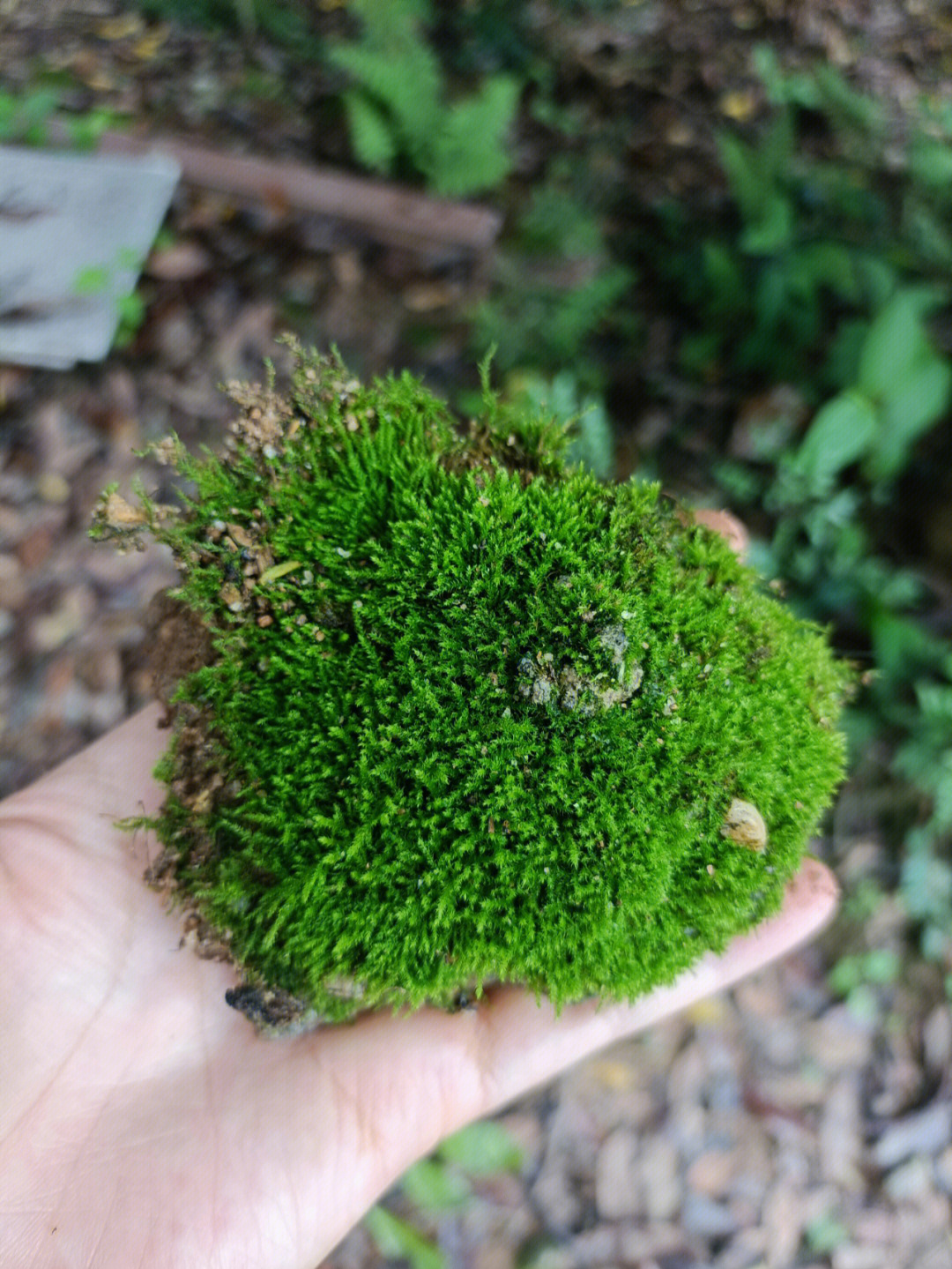 各种苔藓