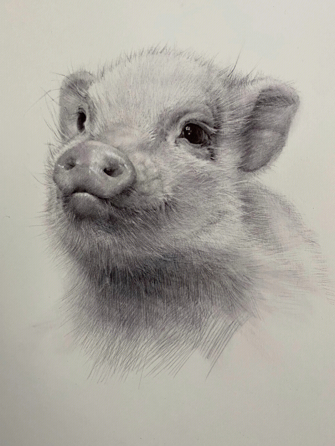 素描动物小猪及一些绘画步骤