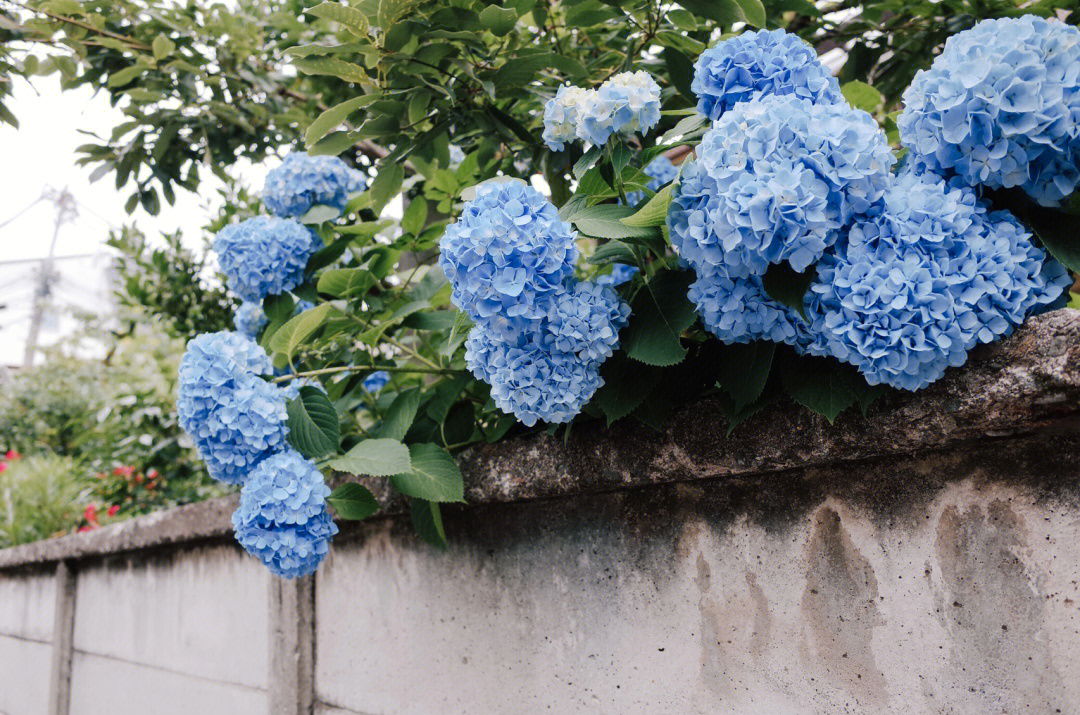 日本寺庙绣球花图片