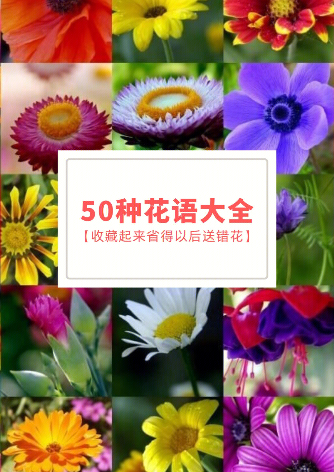 25种常见花花语大全图片