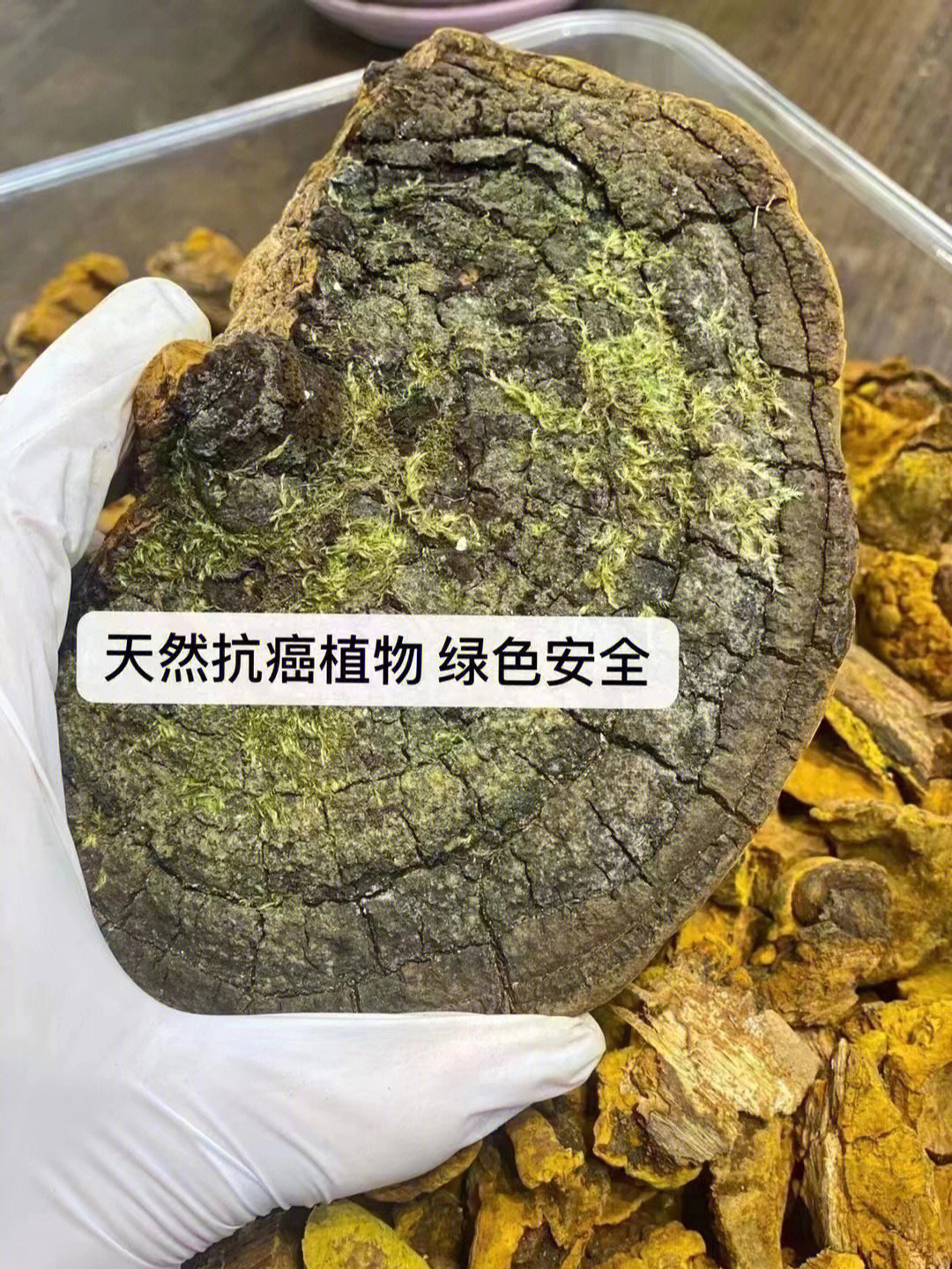 桑黄的用量图片