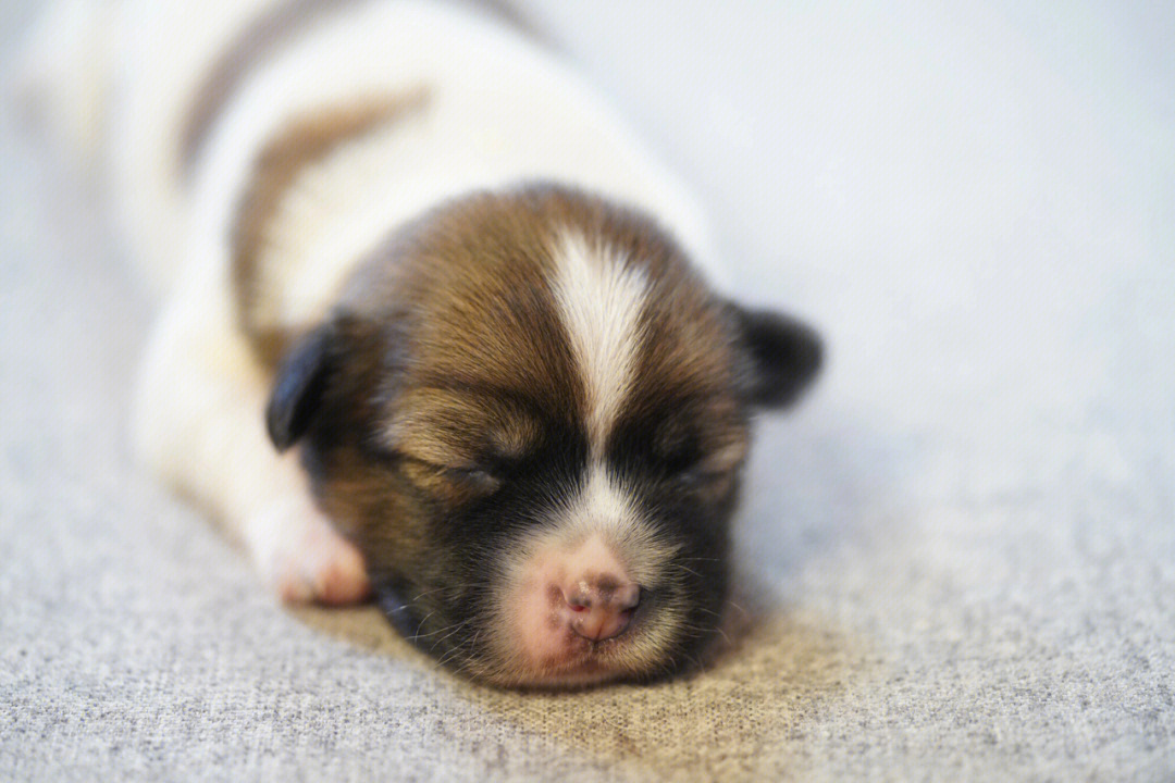 刚出生的小狗品种图片