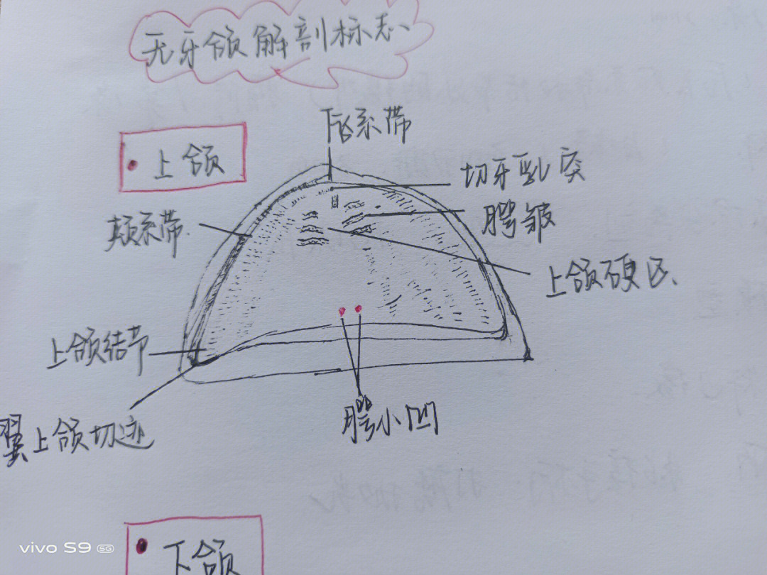 下颌无牙颌解剖标志图图片