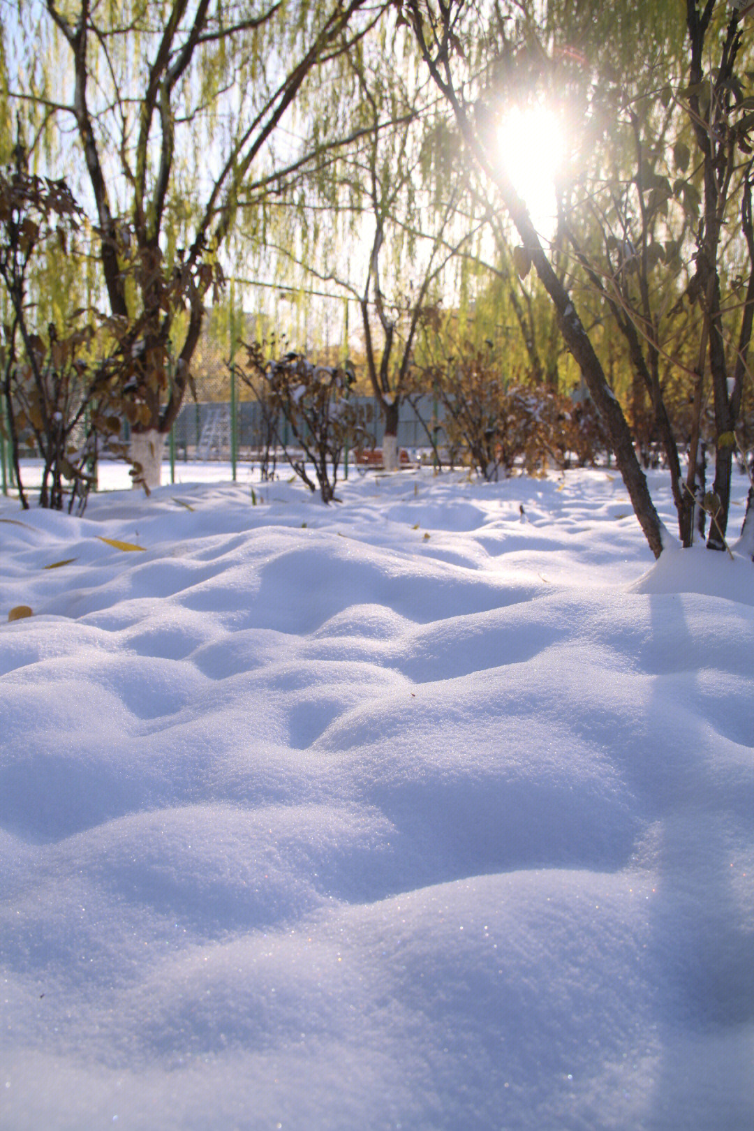 雪花在阳光下摇摆