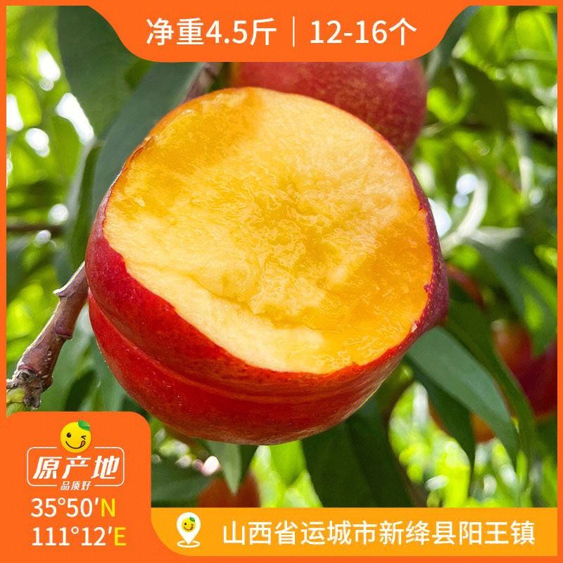中油27油桃品种特性图片