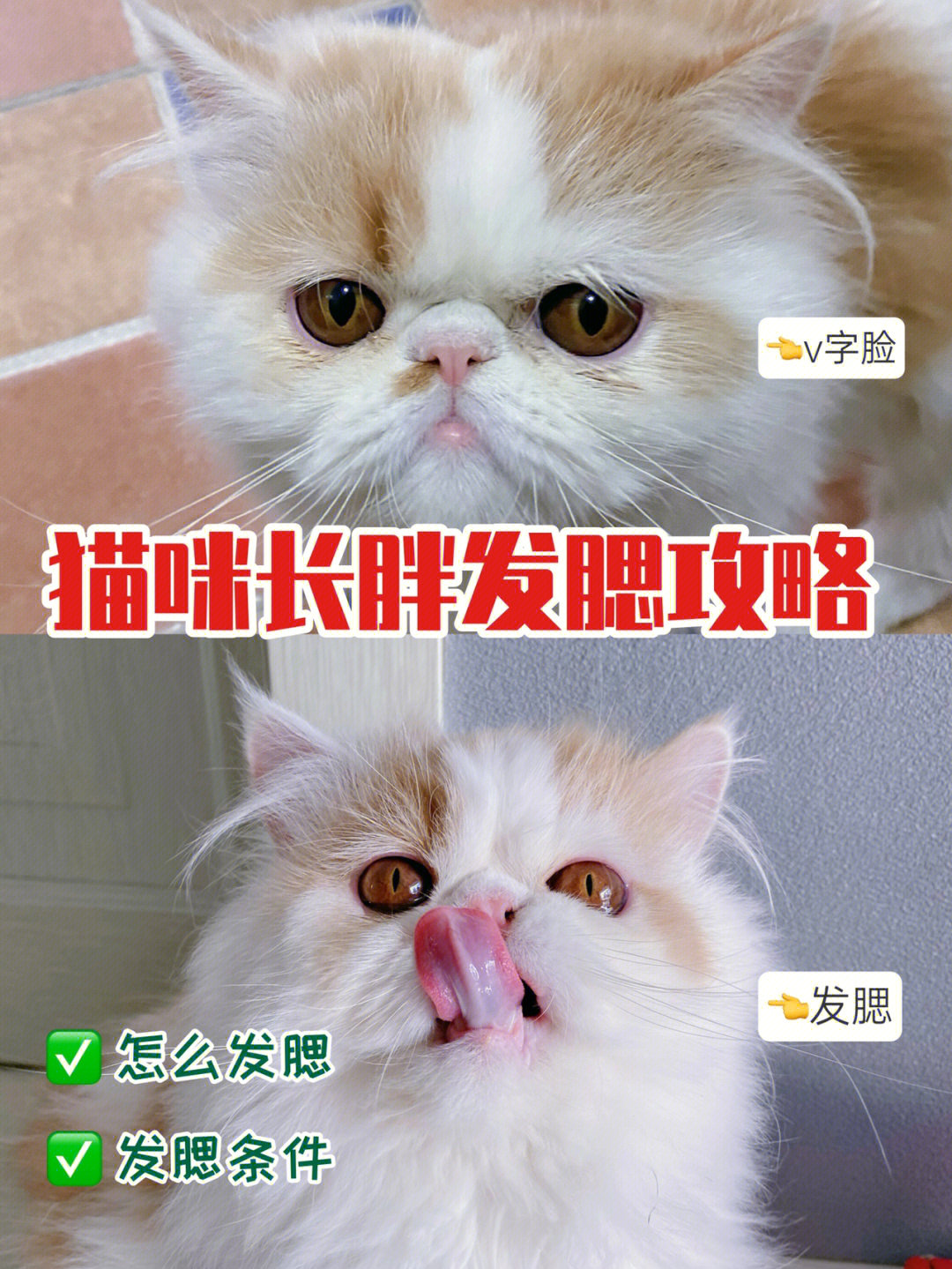 猫咪发腮前后图片