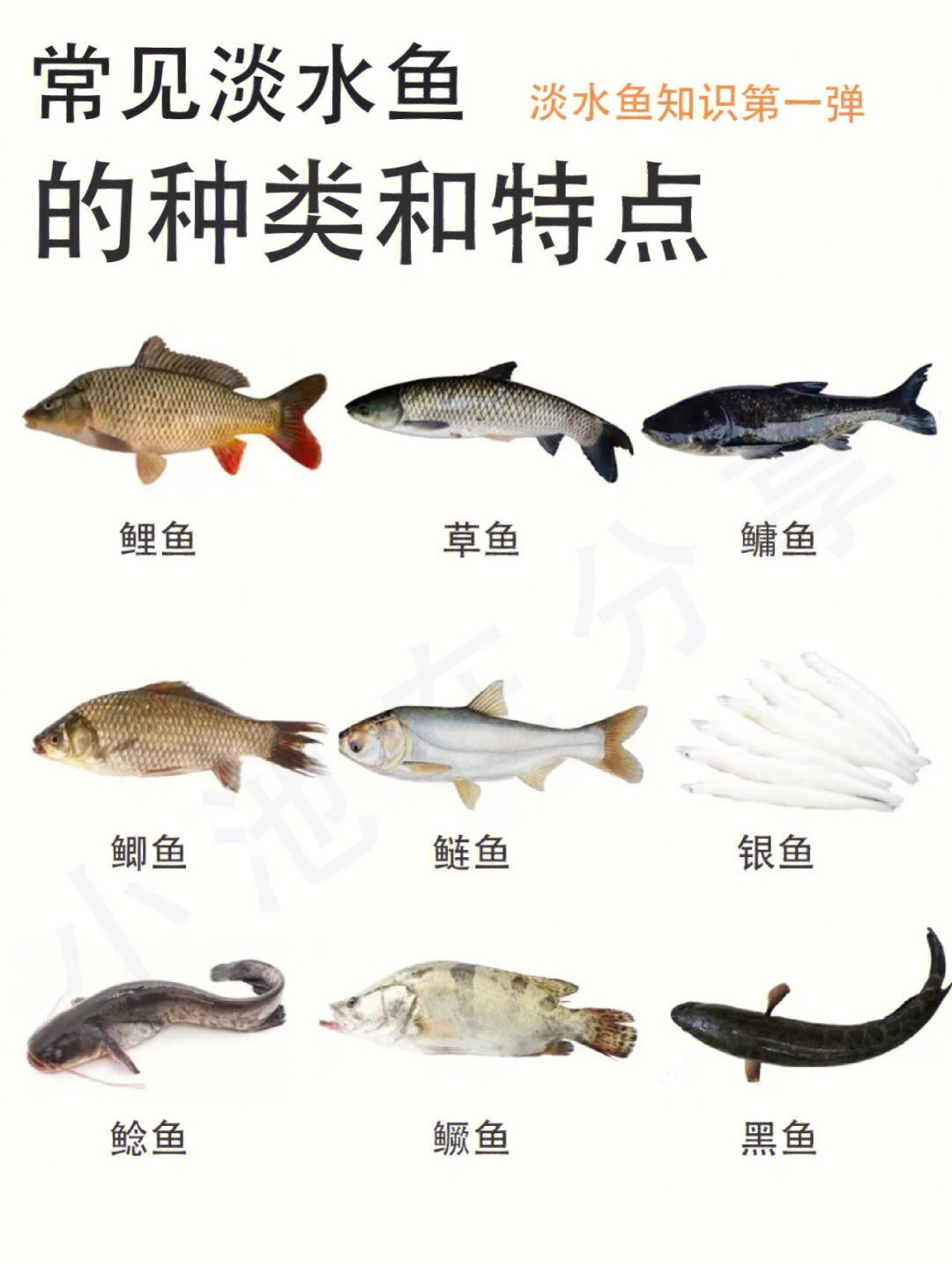 常见淡水鱼的种类和特点一次讲清楚