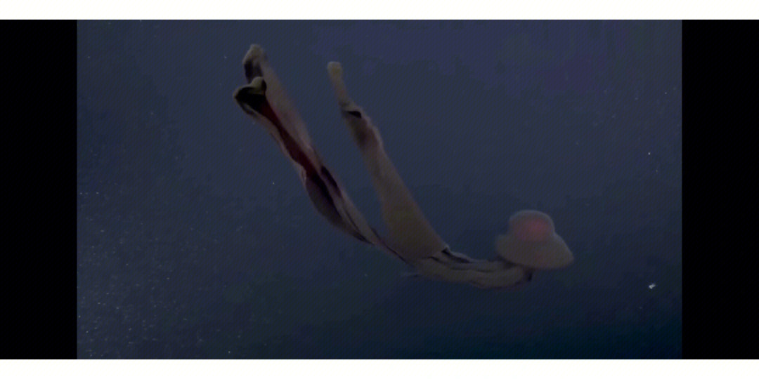 冥河水母伴生鱼图片