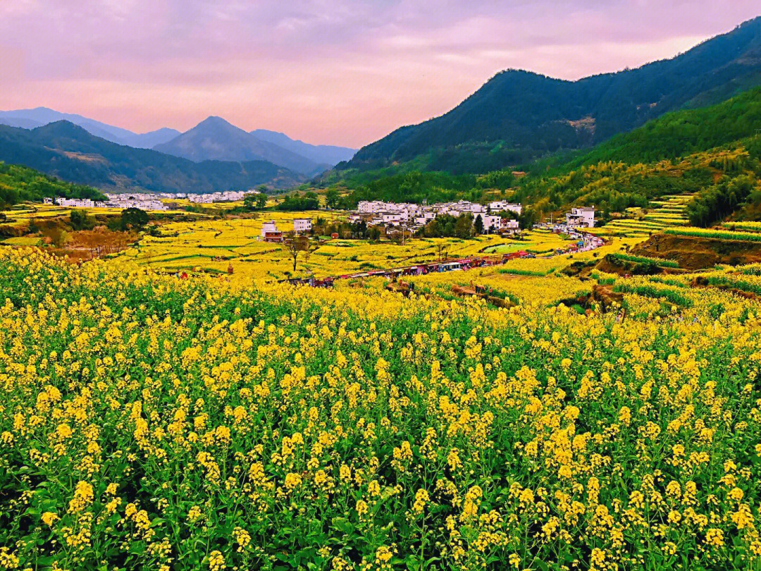 婺源油菜花梯田