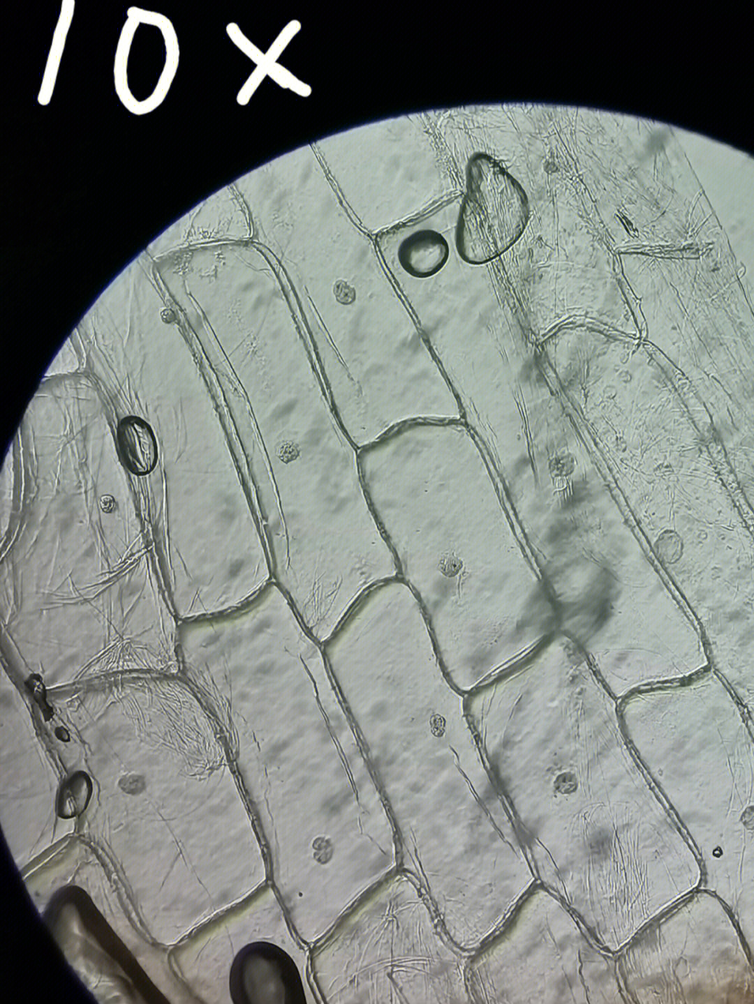 洋葱表皮细胞画法图片
