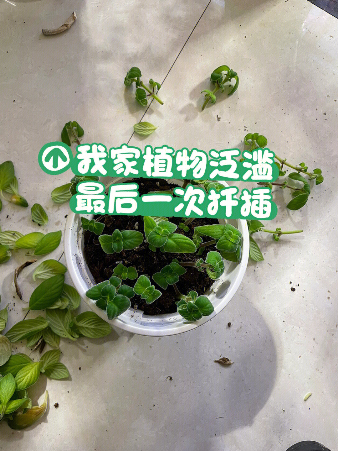 植物扦插手抄报图片