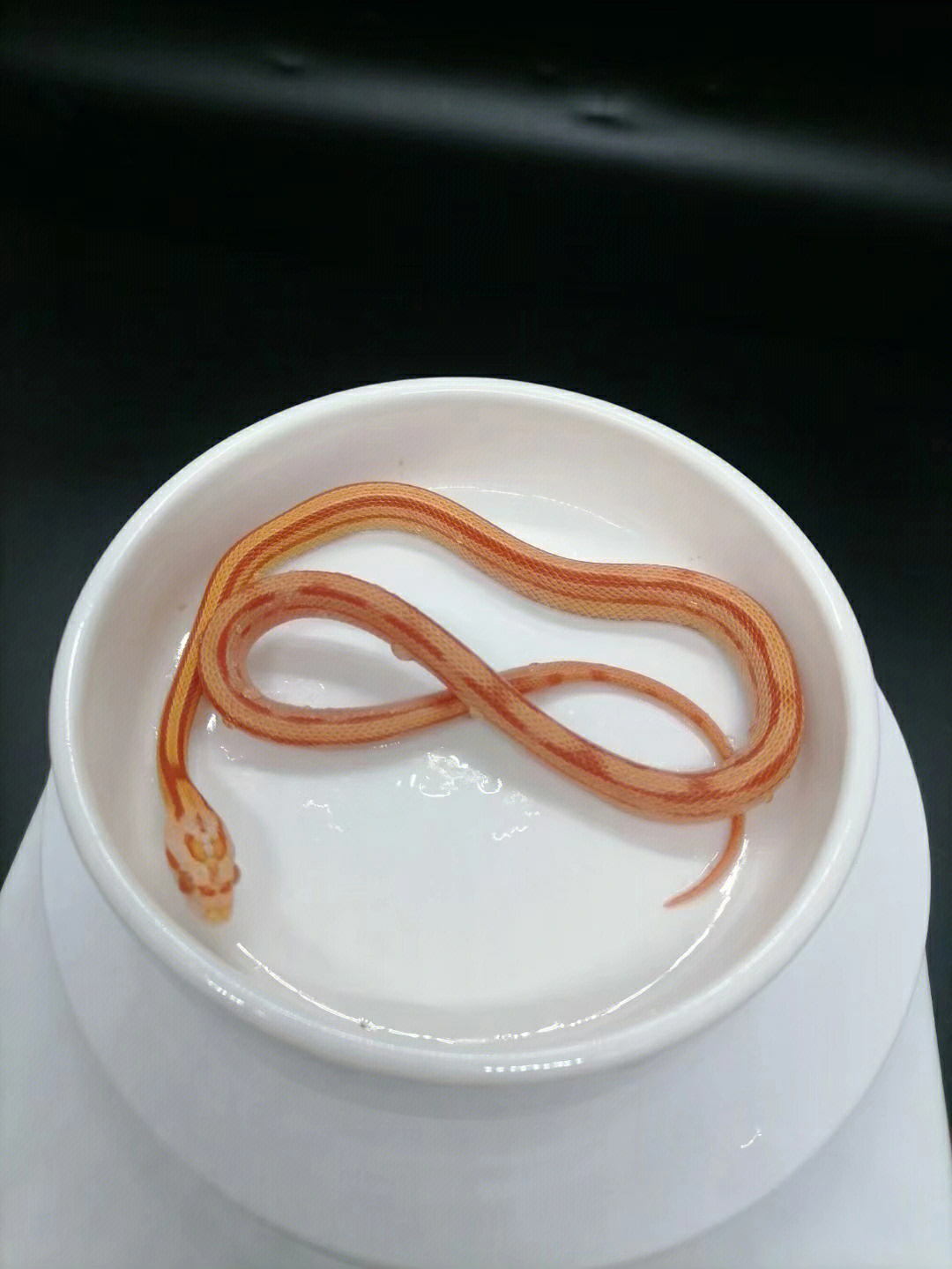 奶昔直线玉米蛇宠物蛇