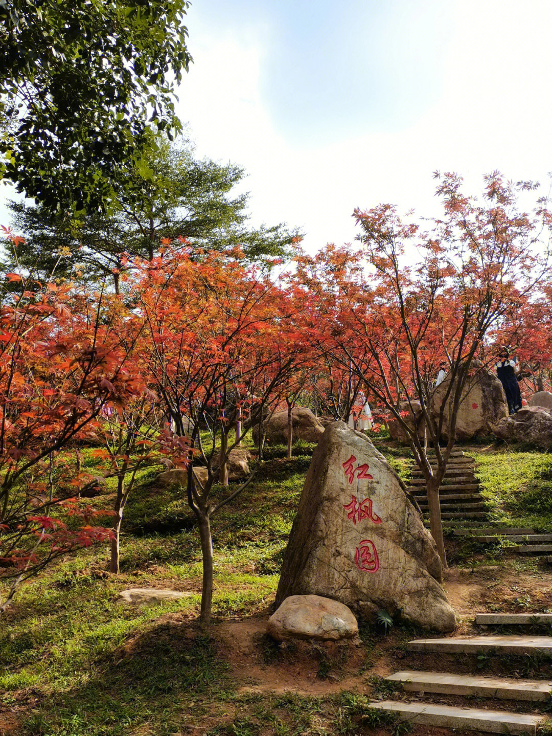 帽峰山红叶最佳观赏期图片