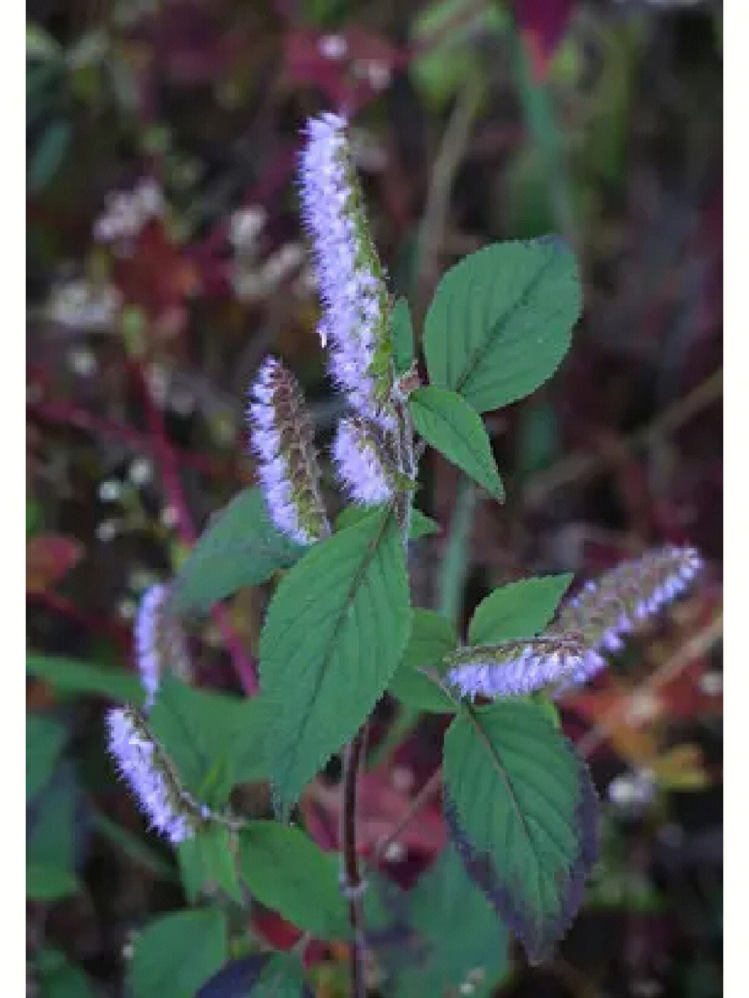 唇形科花程式图片