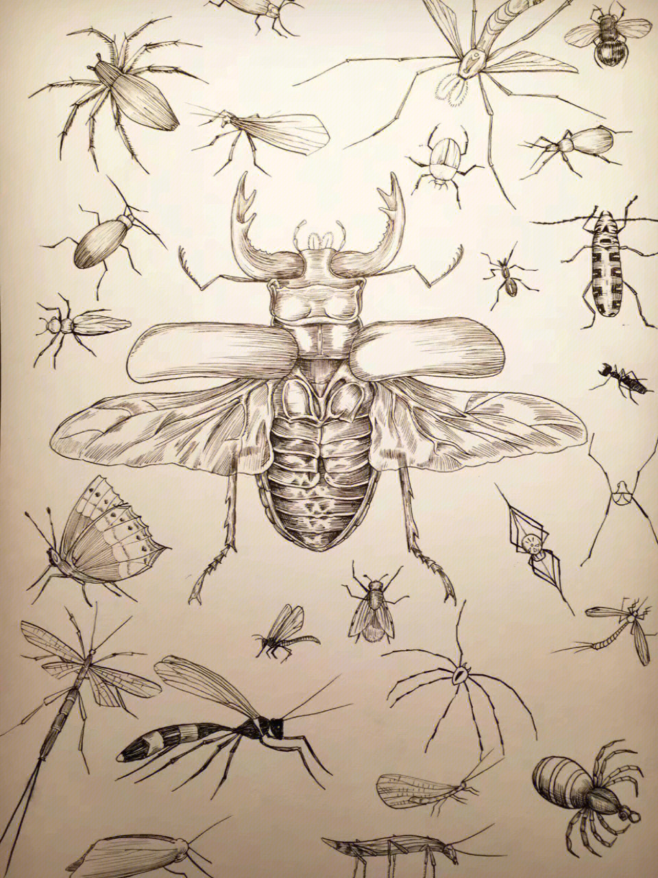 昆虫记绘画作品图片