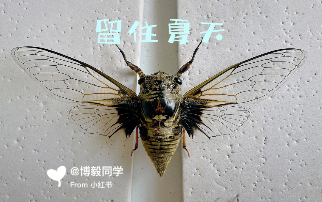 夏日昆虫|蝉展翅标本制作教程