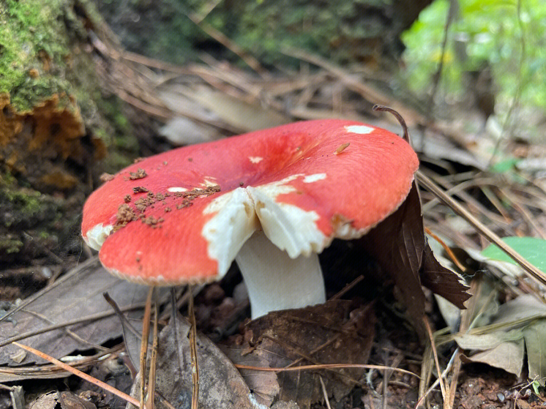 白杆杆红伞伞蘑菇儿歌图片