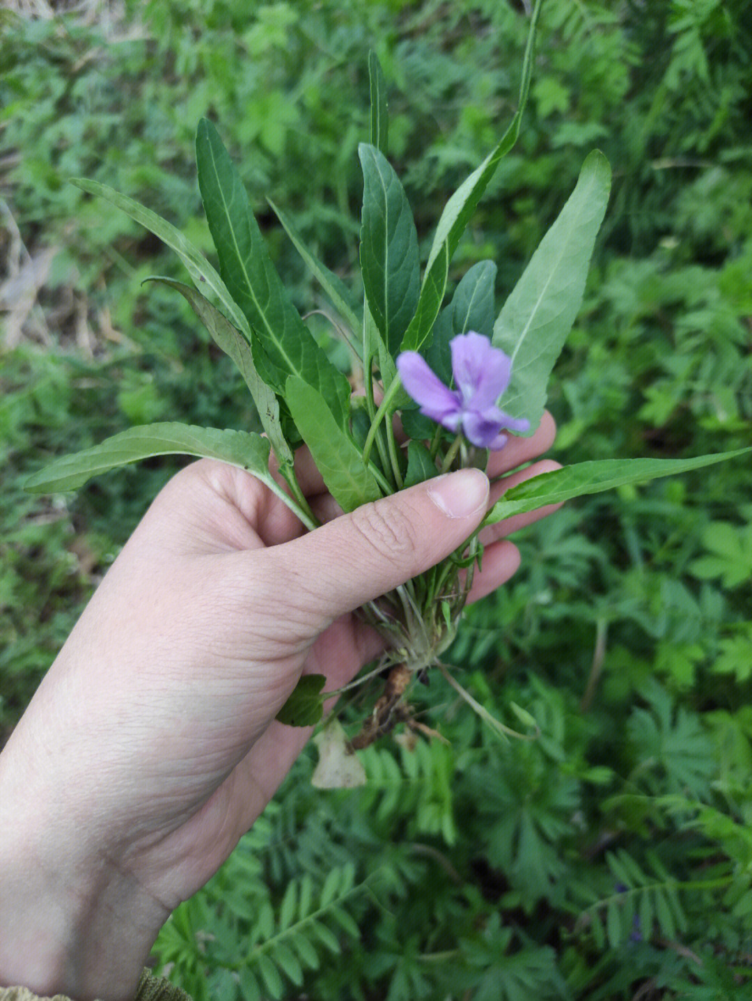 这个季节的野菜紫花地丁也长太大了