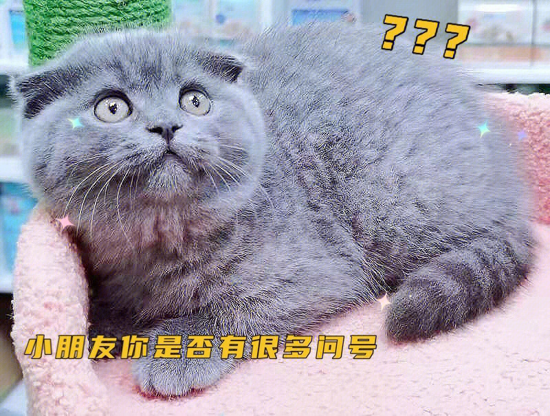 折耳蓝猫重庆养猫靠谱宠物店包子脸