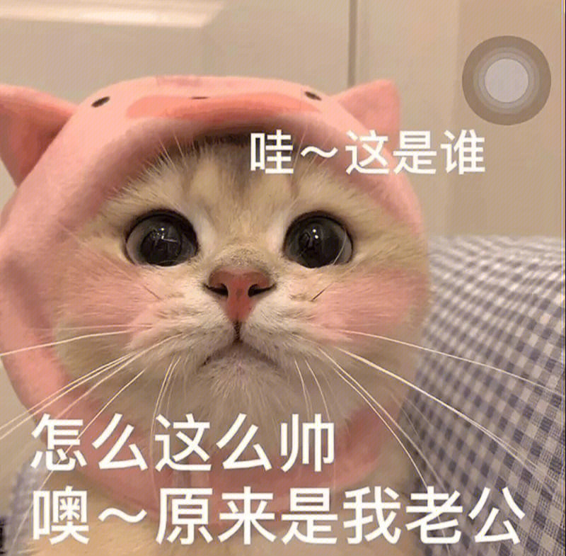 可爱的猫咪老公奴来喽