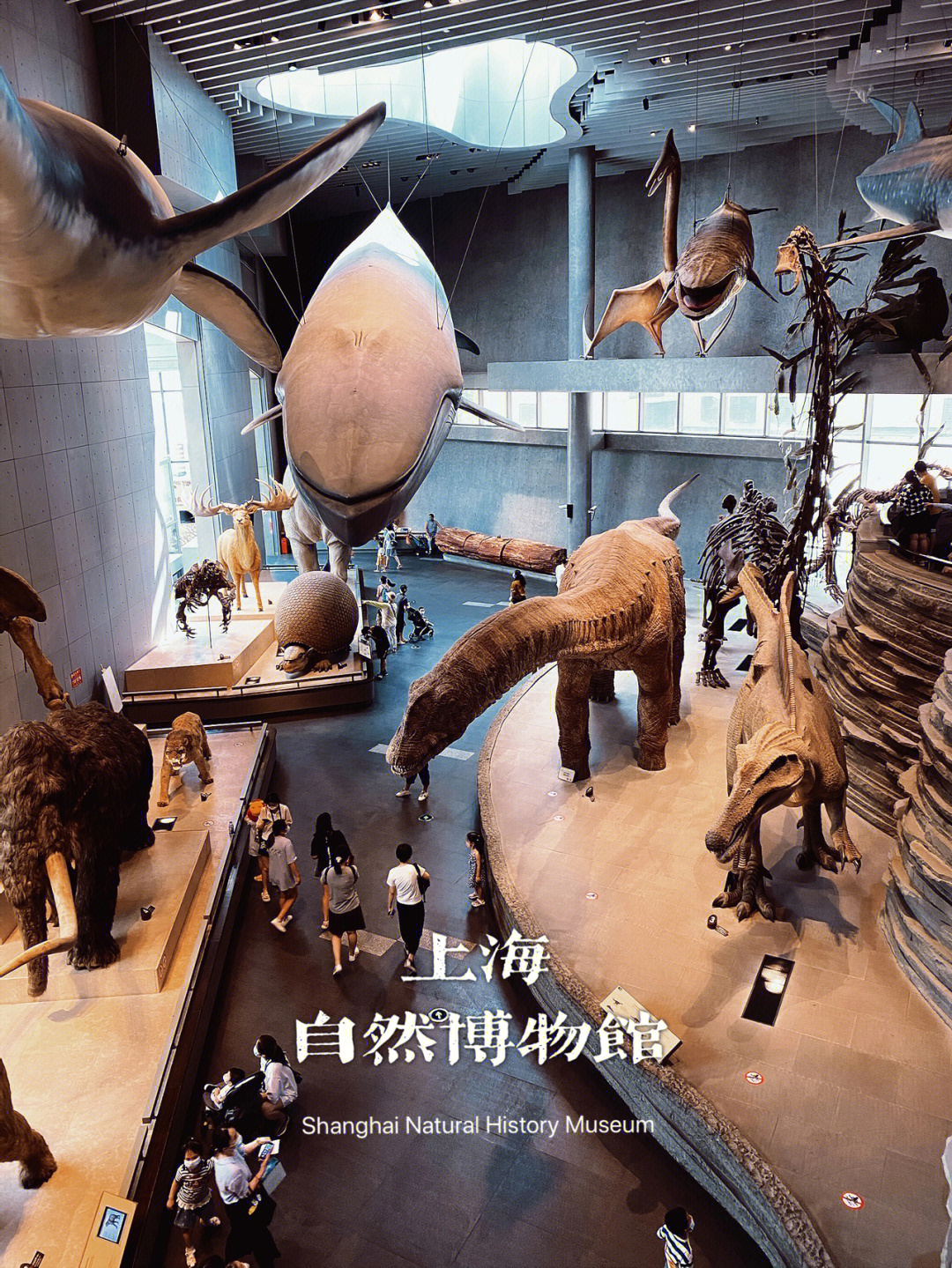 咱也没想到上海自然博物馆是个出片好地方