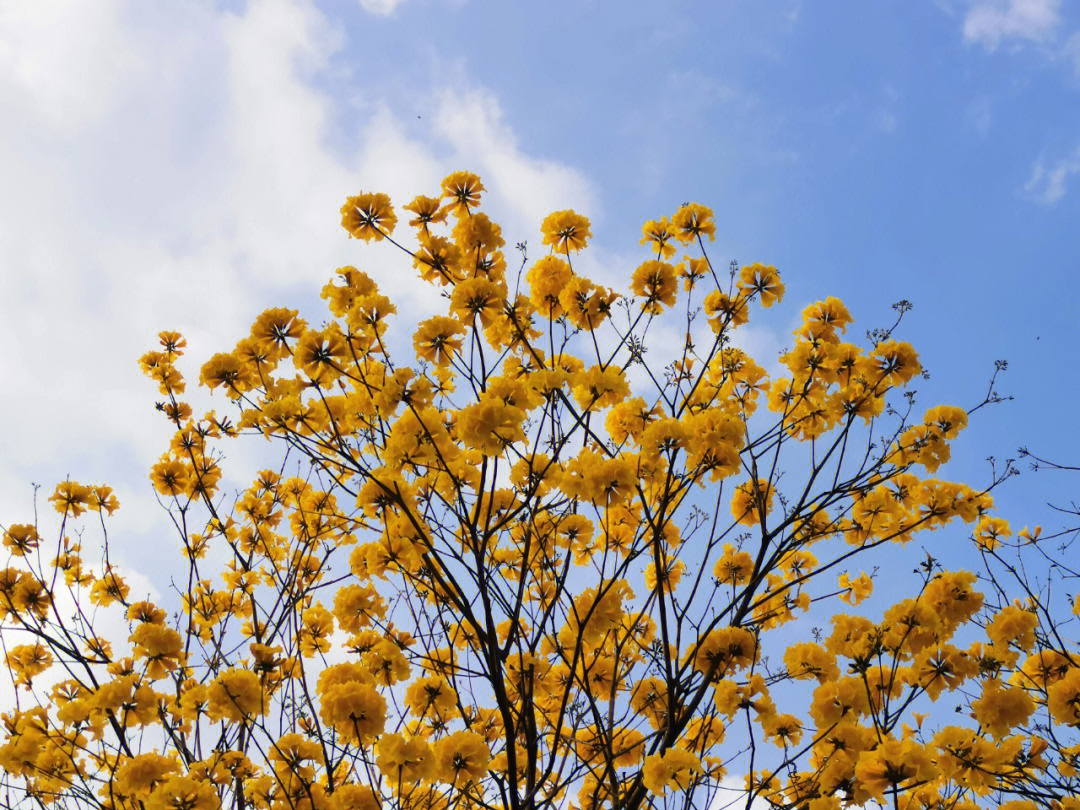 黄枫木铃花图片