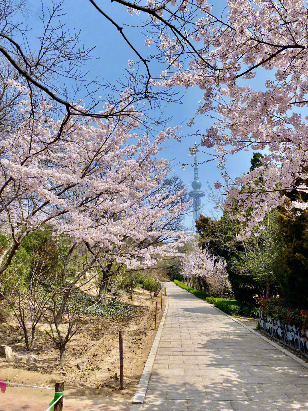 中山公园的樱花开了